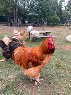 Haan orpington buff, Dieren en Toebehoren, Mannelijk, Kip