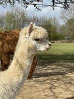 Jonge alpaca merrie, Dieren en Toebehoren, Vrouwelijk