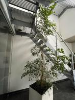 Ficus Benjamina 250 cm incl houten bak met wieltjes, Ophalen, Ficus, 200 cm of meer, Halfschaduw