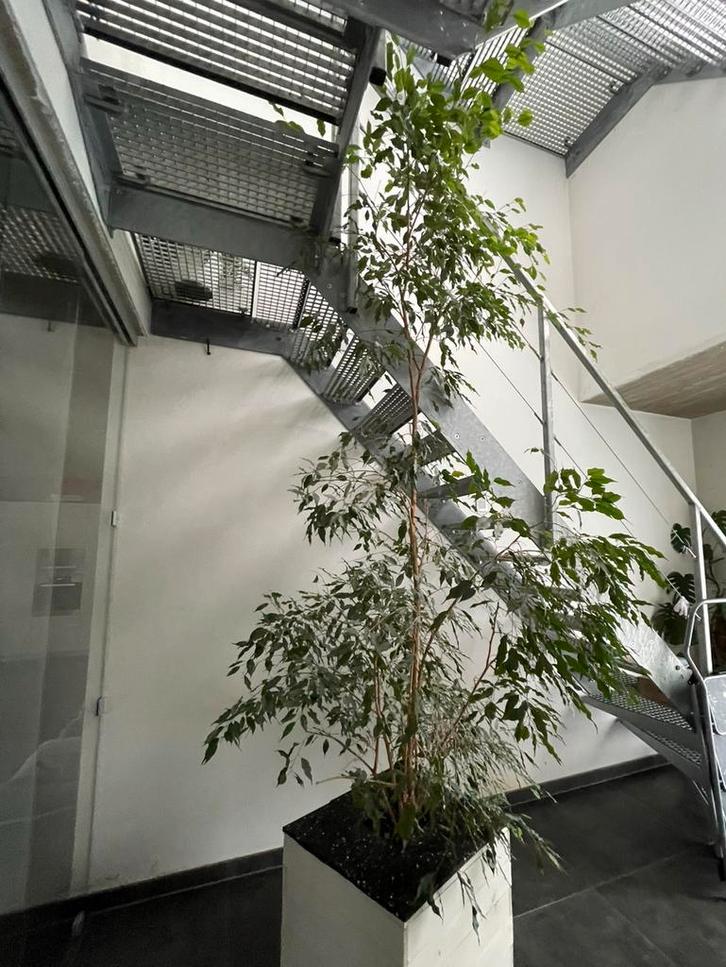 Ficus Benjamina 250 cm incl houten bak met wieltjes, Huis en Inrichting, Kamerplanten, Ficus, 200 cm of meer, Groene kamerplant