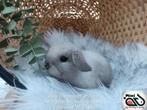 Raszuiver baby minilop konijn ram (transport mogelijk), Dieren en Toebehoren, Konijnen, Mannelijk, Dwerg, Hangoor, 0 tot 2 jaar