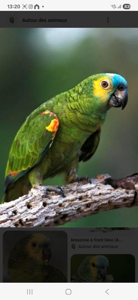 Cherche, Dieren en Toebehoren, Vogels | Parkieten en Papegaaien
