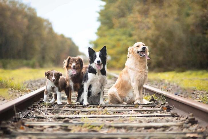 Dieren oppas, Boeken, Dieren en Huisdieren, Honden, Ophalen of Verzenden