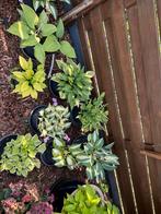 Hosta’s, Ophalen