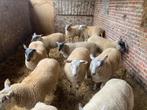 Rammen en ooien, Dieren en Toebehoren, Schapen, Geiten en Varkens