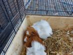 2 supper lieve cavia  zeugjes samen 25 euro, Dieren en Toebehoren, Knaagdieren, Juni, Vrouwelijk, Cavia