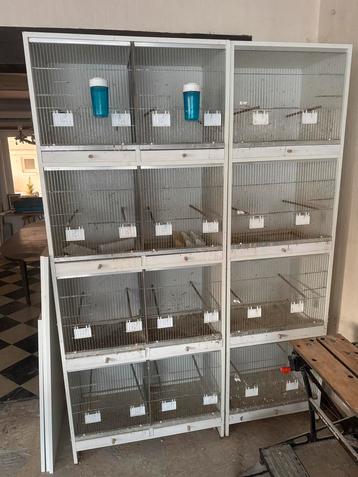 Kweekkooien voor kanaries of tropen beschikbaar voor biedingen