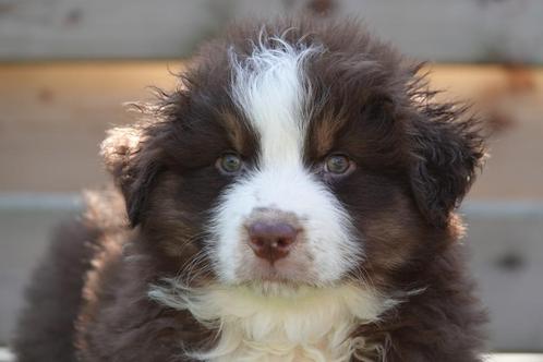 Prachtige Australische herder pups (aussie pups), Dieren en Toebehoren, Honden | Herdershonden en Veedrijvers, Meerdere dieren