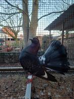 Pauwstaart doffer 2025