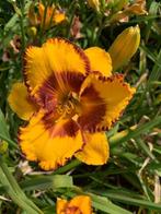 Daglelies  Hemerocallis, Tuin en Terras, Ophalen