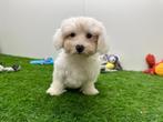 Maltezer pups