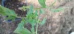 Groenten, Tuin en Terras, Planten | Tuinplanten, Ophalen, Groenteplanten, Eenjarig, Halfschaduw