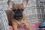 Franse bulldog pups, Dieren en Toebehoren, 15 weken tot 1 jaar, Buitenland, Meerdere, Meerdere dieren