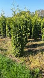 20 thuja Brabant 160 cm nu voor €120, Tuin en Terras, Ophalen, Conifeer, Haag, 100 tot 250 cm