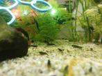 Neocardinas jade Green, Dieren en Toebehoren, Kreeft, Krab of Garnaal, Zoetwatervis, Schoolvis