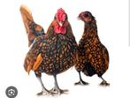 Sebright haan, Dieren en Toebehoren, Mannelijk, Kip