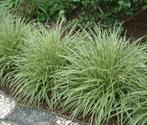 Carex morrowii, japanse zegge,  siergras, Tuin en Terras, Planten | Tuinplanten, Ophalen, Vaste plant, Siergrassen, Halfschaduw