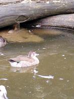 Roodschouder taling, Dieren en Toebehoren