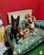 Pension pour chiens et chats, Dieren en Toebehoren, Ophalen