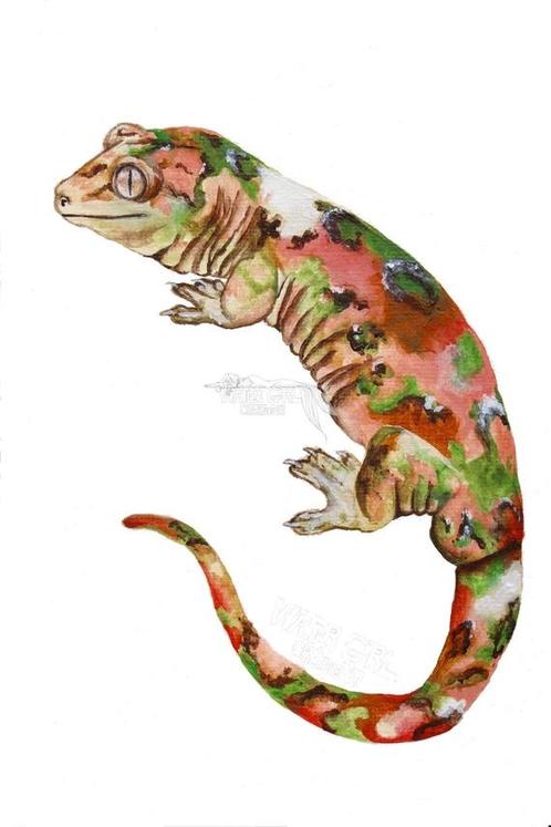 3 bewezen kweekkoppels chahoua main (lees advertentie!), Dieren en Toebehoren, Reptielen en Amfibieën