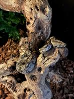 1.1 boa sonora F1 avec voir description échange possible, Animaux & Accessoires, Reptiles & Amphibiens, Serpent, Avec terrarium