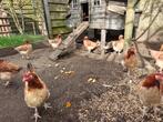 Marans tarwe te koop, Dieren en Toebehoren, Pluimvee