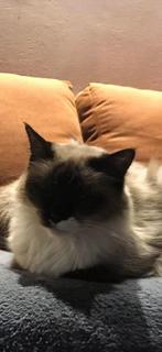 Ragdoll poezen, Poes, Gechipt, 6 jaar of ouder
