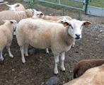 Swifter ooi 5j, Dieren en Toebehoren, Schapen, Geiten en Varkens, Vrouwelijk, Schaap, 3 tot 5 jaar