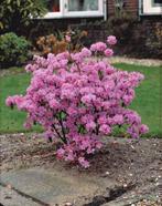 Rhododendron, Jardin & Terrasse, Plantes | Arbustes & Haies, Enlèvement ou Envoi, Rhododendron, Arbuste