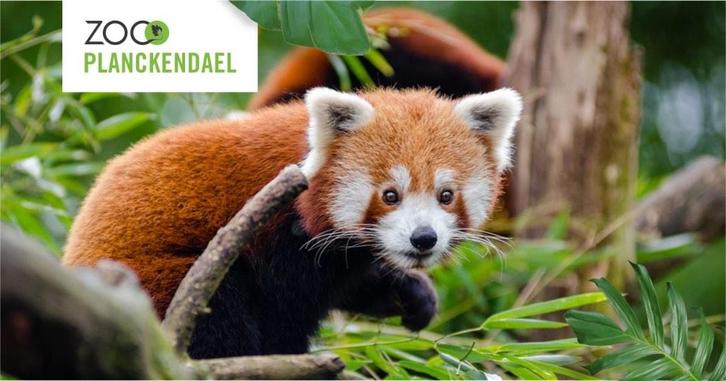 2 tickets zoo Planckendael, Tickets & Billets, Loisirs | Jardins zoologiques, Deux personnes, Ticket ou Carte d'accès