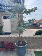 Eucalyptus plant dubbele stam met pot, Ophalen