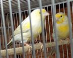 kleurkanarie, Dieren en Toebehoren, Meerdere dieren, Kleurkanarie