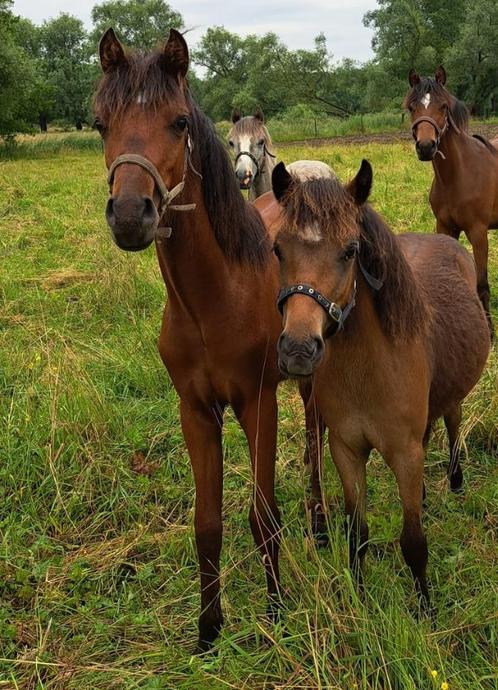 2 tweejarige pony's ruin en hengst, Dieren en Toebehoren, Pony's, Meerdere dieren, Onbeleerd, Recreatiepony, 0 tot 2 jaar, Met stamboom