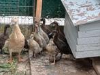 Te koop 11 loopeendenkuikens, Dieren en Toebehoren, Pluimvee
