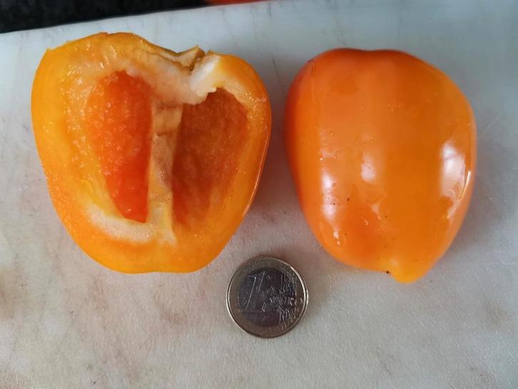 Doe Hill oranje-gele paprika - 5 zaden, Tuin en Terras, Bloembollen en Zaden, Zaad, Voorjaar, Volle zon, Verzenden