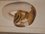 Clown pied koppel, Dieren en Toebehoren, Reptielen en Amfibieën