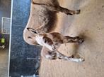Micro mini ezel hengsten veulen, Dieren en Toebehoren, Merrie