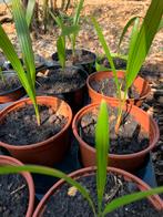 Jonge palmboompjes trachycarpus fortunei, Tuin en Terras, Ophalen