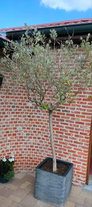 Grote olijfboom in pot, Enlèvement, En pot, Olivier