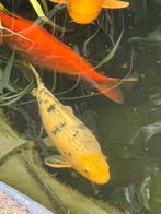 Koi Shiro utsuri III  50 cm