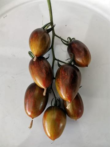 5 zaden kleine tomaat Brad's Atomic Grape beschikbaar voor biedingen