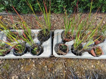 japans bloedgras beschikbaar voor biedingen