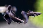 Black Panther Pure Line Guppy, Dieren en Toebehoren, Vissen | Aquariumvissen, Vis, Zoetwatervis, Schoolvis