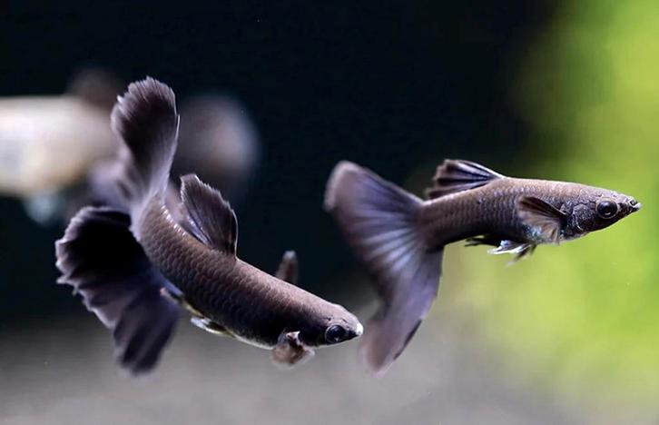 Black Panther Pure Line Guppy, Dieren en Toebehoren, Vissen | Aquariumvissen, Zoetwatervis, Vis, Schoolvis