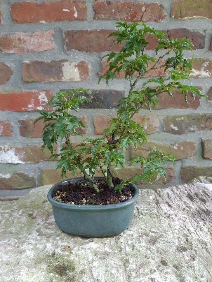 Acer Shishigashira marcot voor Bonsai, Tuin en Terras, Planten | Bomen, Ophalen