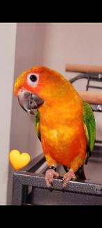 Conure Soleil 💛 EAM 9 mois, Animaux & Accessoires, Oiseaux | Perruches & Perroquets, Sexe inconnu, Perruche, Domestique
