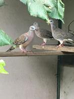 parelhals tortel parehalstortel, Dieren en Toebehoren, Vogels | Duiven, Meerdere dieren, Tortelduif