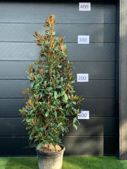 Magnolia grandiflora Galisonieri 220-250cm 70l-pot, Tuin en Terras, Planten | Bomen, Zuilboom, 100 tot 250 cm, Volle zon, Zomer