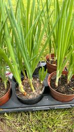 Plants de jeunes oignons 1€/pot, Jardin & Terrasse