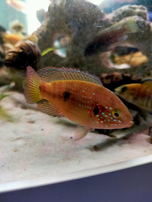 Groep van 3 red acara, Animaux & Accessoires, Poissons | Poissons d'aquarium, Poisson